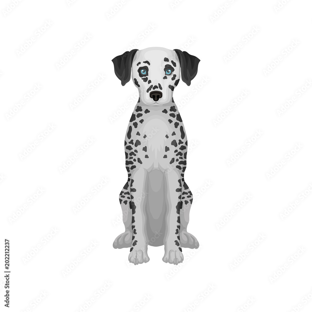 Adorable dalmatian dog with blue eyes and black round spots on body. Detailed flat vector design for promo poster flyer of pet shop Adorable dalmatian dog with blue eyes and black round spots on body. Detailed flat vector design for promo poster flyer of pet shop