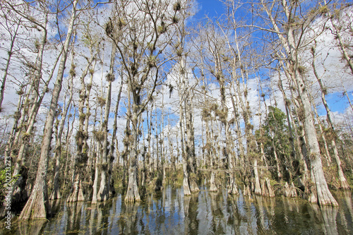 Bald Cypress Trees, Taxodium distichum, swamp, Everglades National Park, Florida The Sunshine State, USA