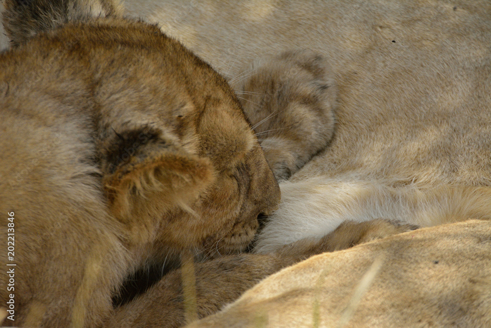 Naklejka premium lionceau téter sa mère