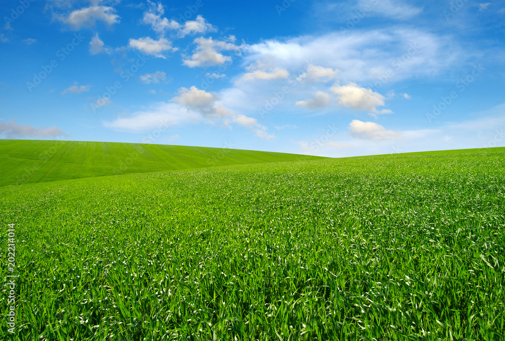 Green grass field Green grass field