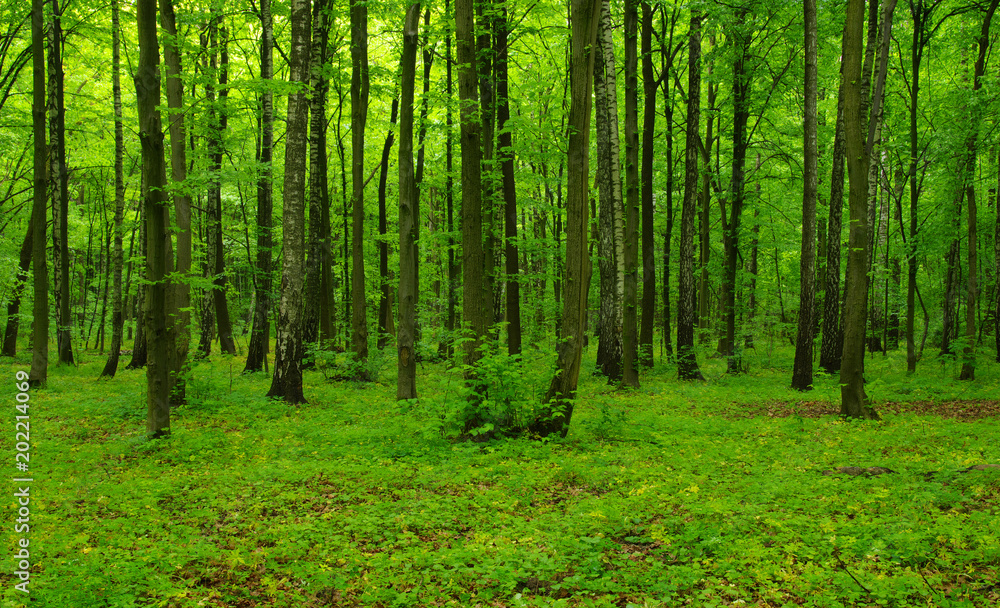 Forest trees in spring Forest trees in spring