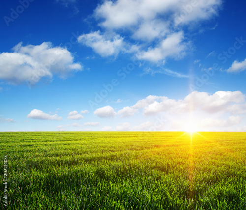 Green field and sun.