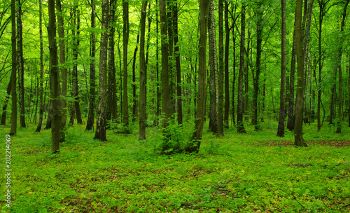 Forest trees in spring