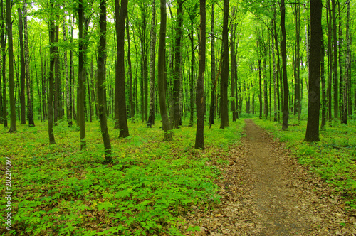 Forest trees in spring