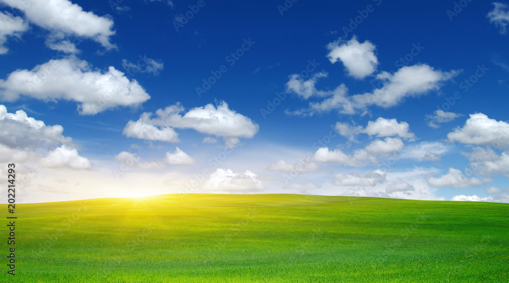 Green field and sun. Green field and sun.