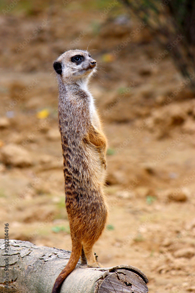 Fototapeta premium Watchful Meerkat on Log Photograph