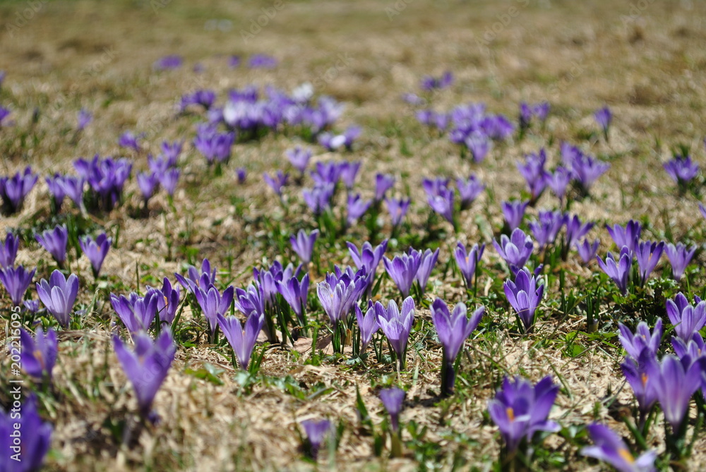 Fototapeta premium Lila Krokusblüten