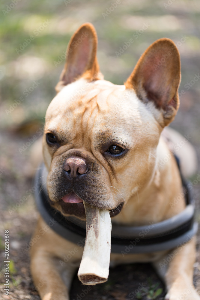 French Bulldog chewing a bone. Young male fawn 