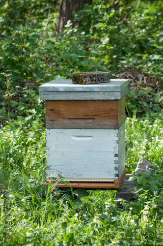  blue wooden beehive in a green meadow at spring
