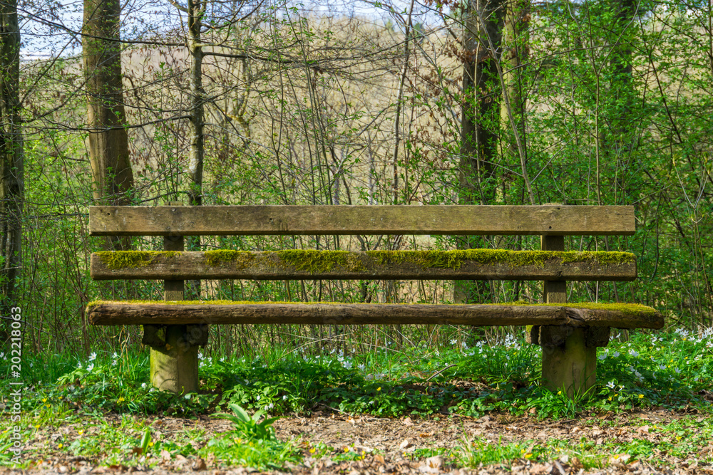Germany, Green moss covered wooden bench in forest nature landscape in the sun Germany, Green moss covered wooden bench in forest nature landscape in the sun