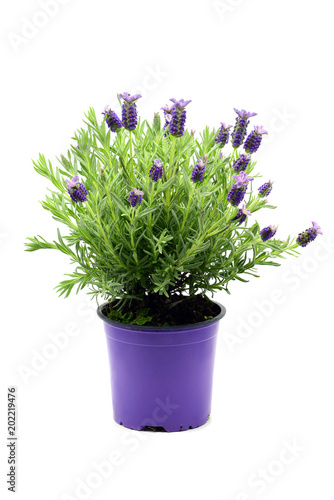 flower pot of Spanish lavender (Lavandula stoechas) on white isolated background