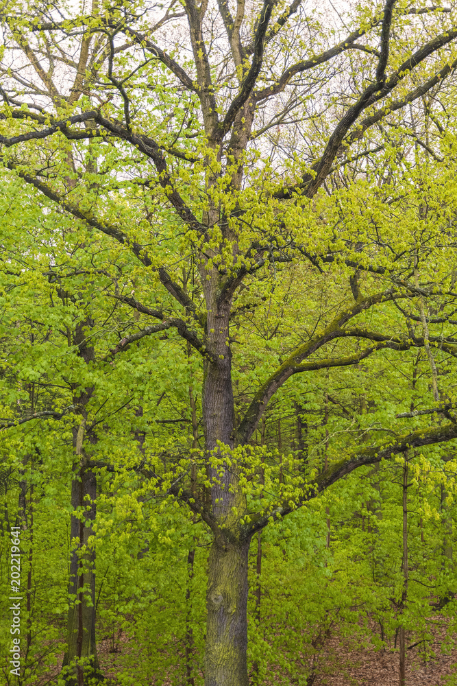 Alter Baum, Eiche, Wald, Laubwald Alter Baum, Eiche, Wald, Laubwald