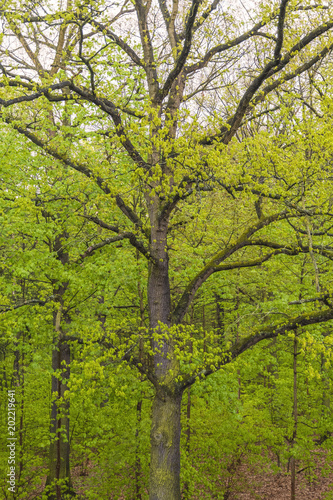 Alter Baum, Eiche, Wald, Laubwald © Gisela