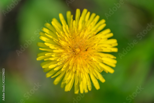 Blüte eines Löwenzahns von oben