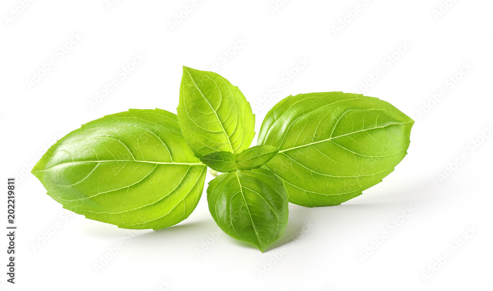 fresh green basil leaves fresh green basil leaves
