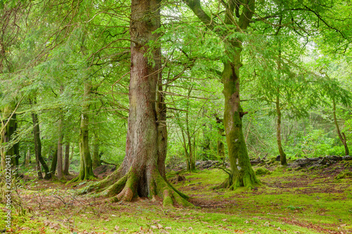 Photography Scenic forest in Scotland UK