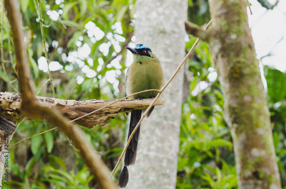 Momotus momota bird perched in a tree. Momotus momota bird perched in a tree.