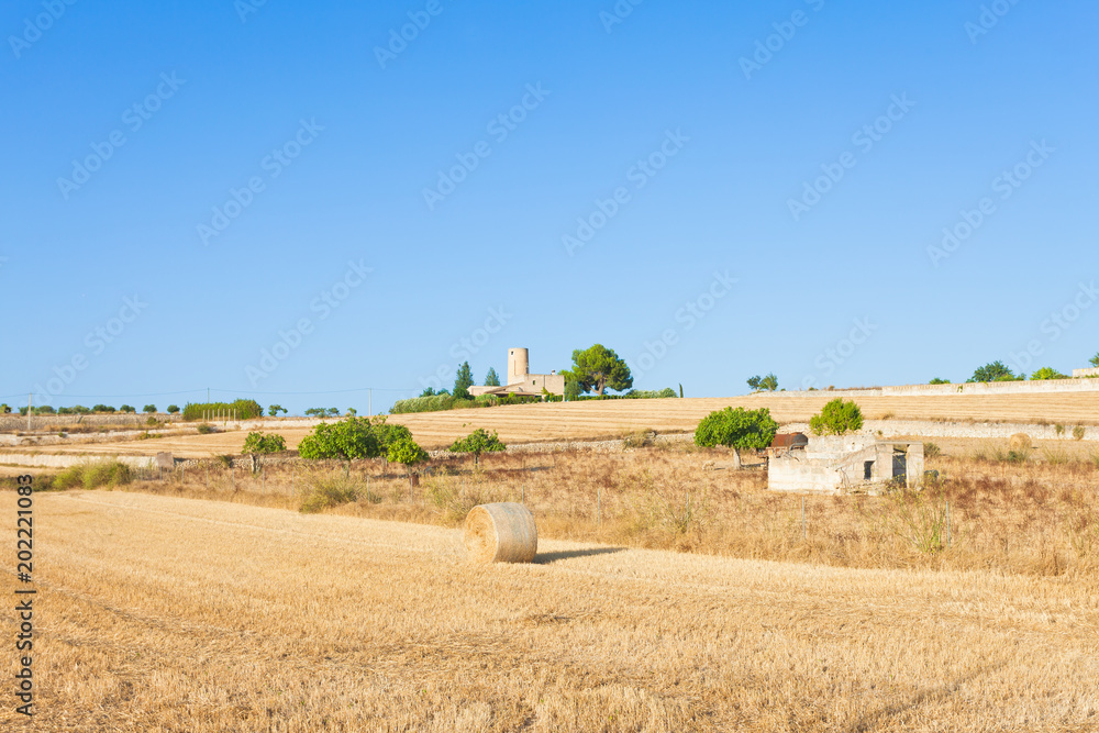 Fototapeta premium Santa Margalida, Mallorca - Hay yield on the fields of Mallorca