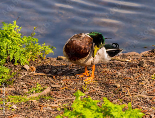 Male Mallard duck preening in sprintime sunshine at Longton Brickcroft, Longton, Lancashire, UK photo