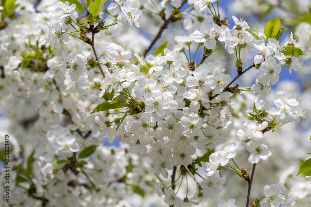 White flowers of the cherry blossoms on a spring day over blue sky background. Flowering fruit tree in Ukraine