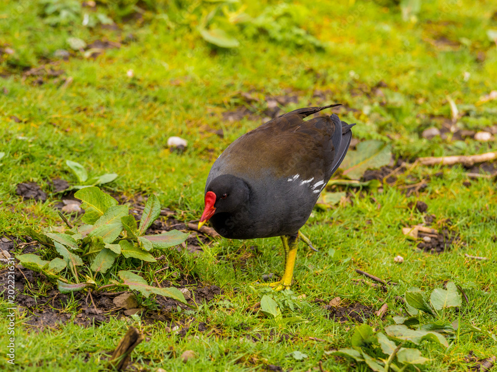 Moorhen enjoying the springtime sunshine at Longton Brickcroft nature reserve, Longton, Lancashire, UK Moorhen enjoying the springtime sunshine at Longton Brickcroft nature reserve, Longton, Lancashire, UK