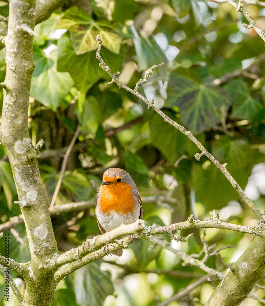 Robin resting in sprintime sunshine at Longton Brickcroft nature reserve, Longton, Lancashire, UK Robin resting in sprintime sunshine at Longton Brickcroft nature reserve, Longton, Lancashire, UK