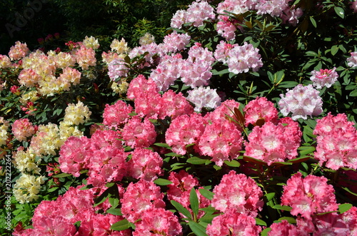 Fototapeta Naklejka Na Ścianę i Meble -  Kwitnące kolorowe okazałe różaneczniki, Rhododendron