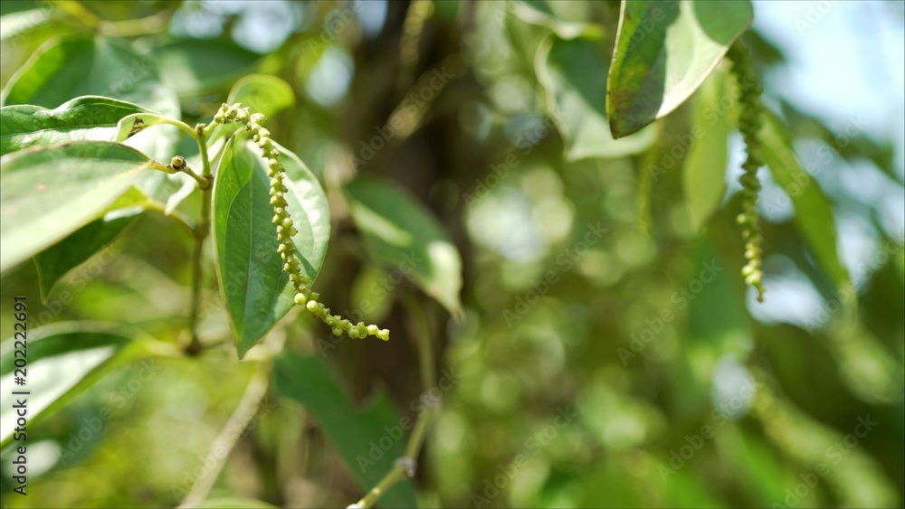 Zdjęcie Stock Plantations of black pepper. Black pepper grows on the