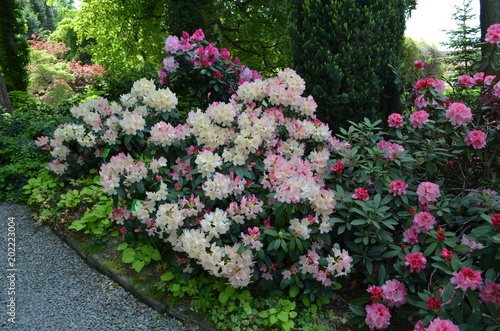Avenue of blooming shrubs of colorful rhododendrons