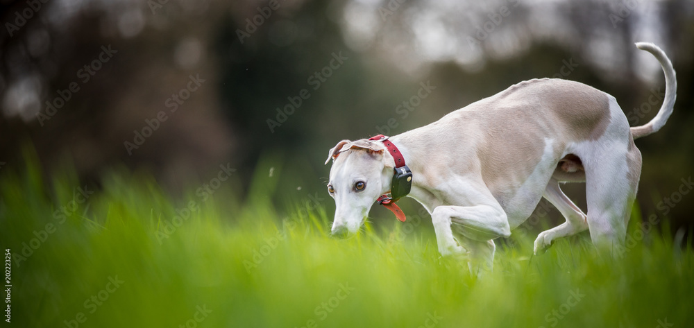 The hunting Whippet