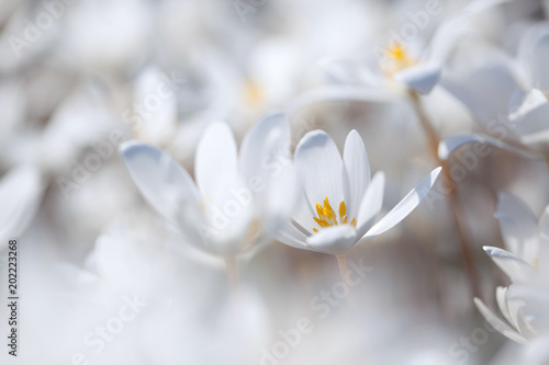 White spring flowers, background, blur, soft focus