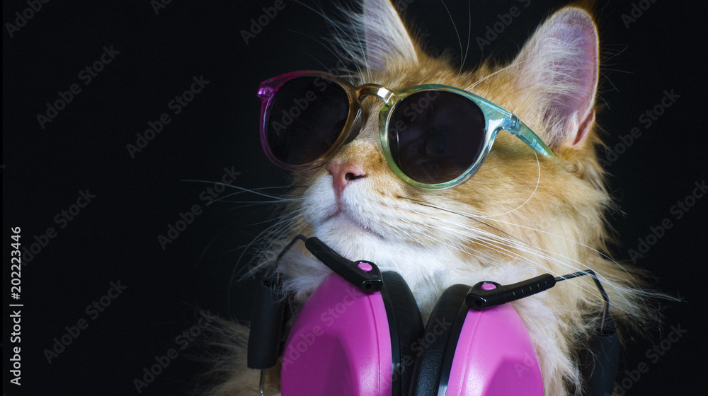 Obraz premium piękny kot disco w słuchawkach