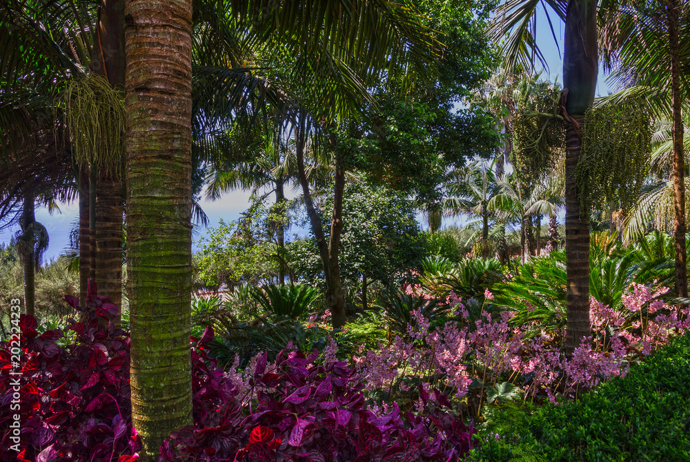 Madeira island, green park, landscape, botanical garden Monte, Funchal, Portugal