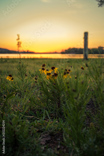 Sunset Flower