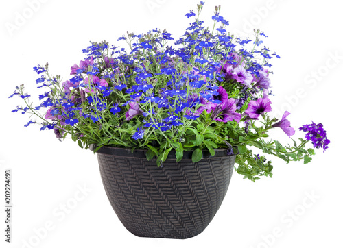 Fototapeta Naklejka Na Ścianę i Meble -  Floral Triple Threat Planter
