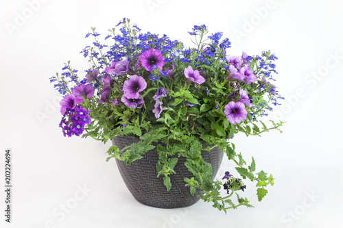 Fényképezés Floral Triple Threat Planter