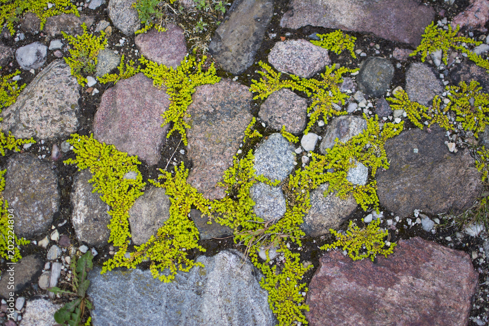 Paving stones and plants