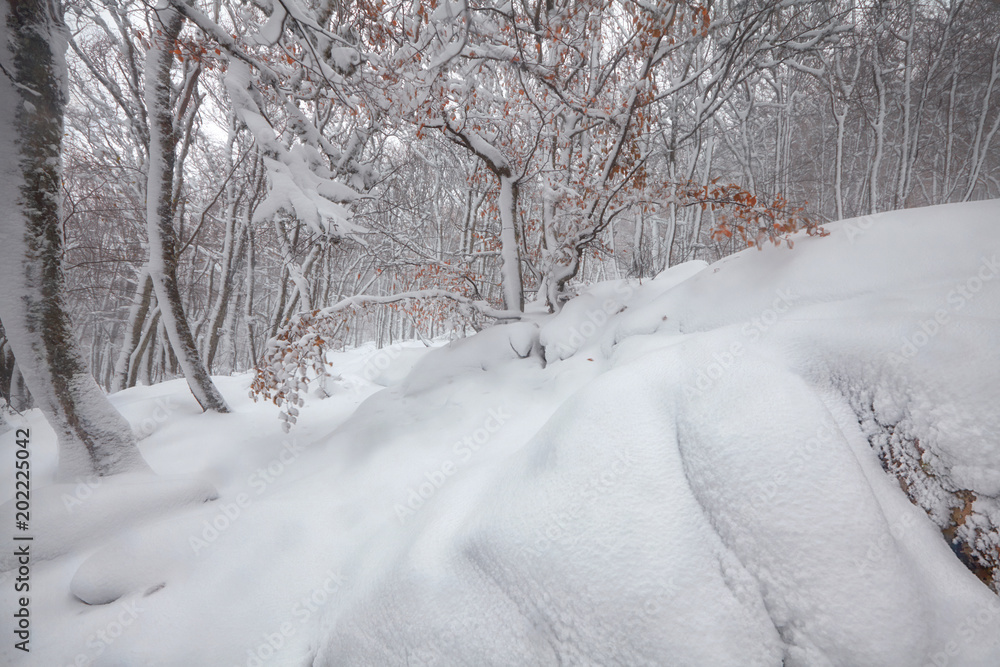 Obraz premium winter in the mountains