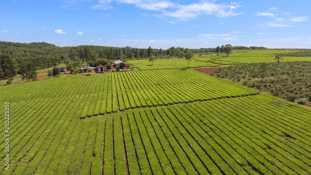 aerial view of a tea plantation