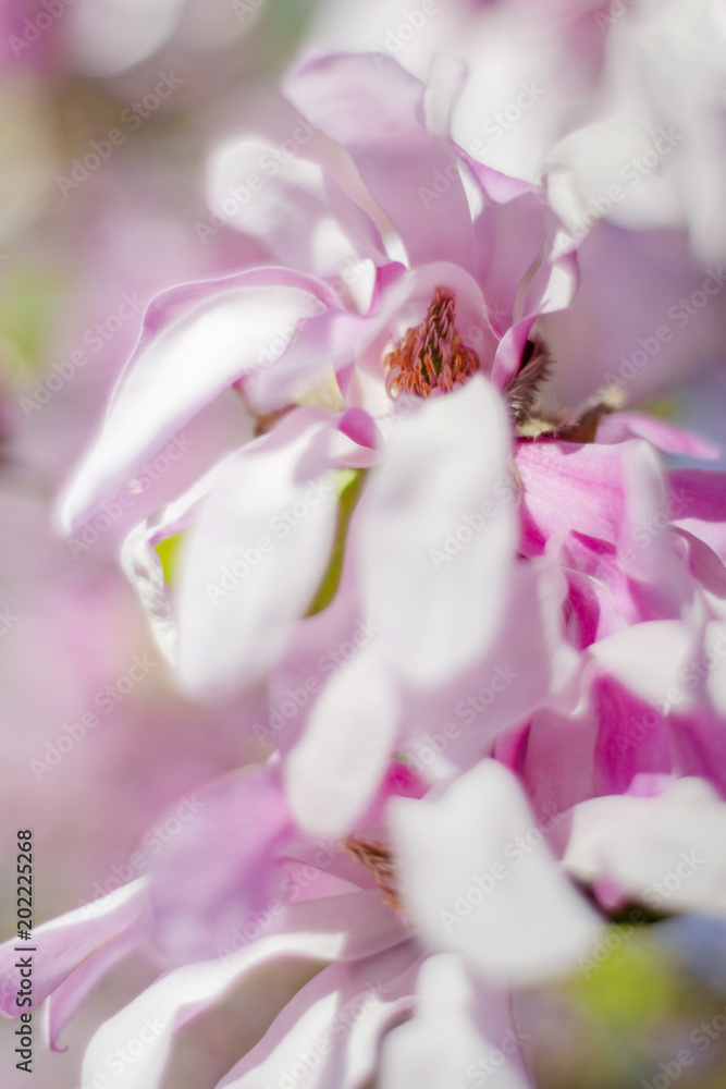 Przepiękne kwiaty magnoli - obrazy, fototapety, plakaty 