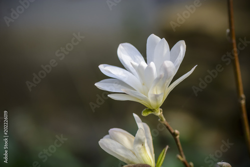 dwarf Magnolia flower against blurry background.