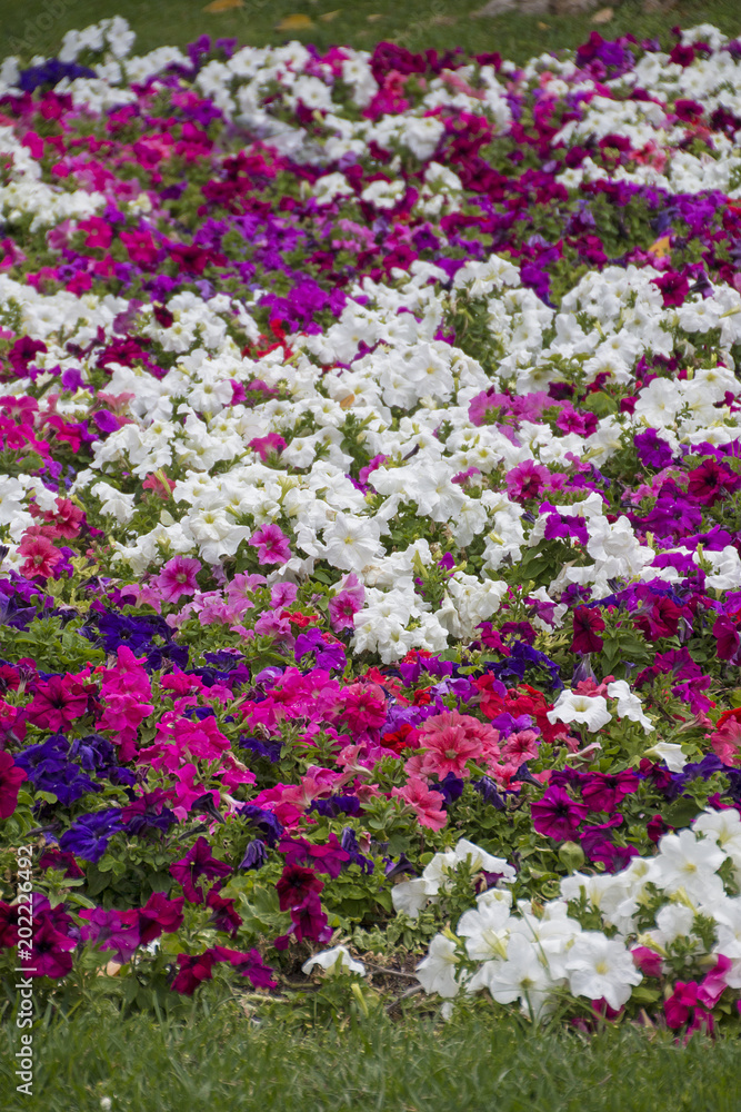 Large flowerbed colored petunias.