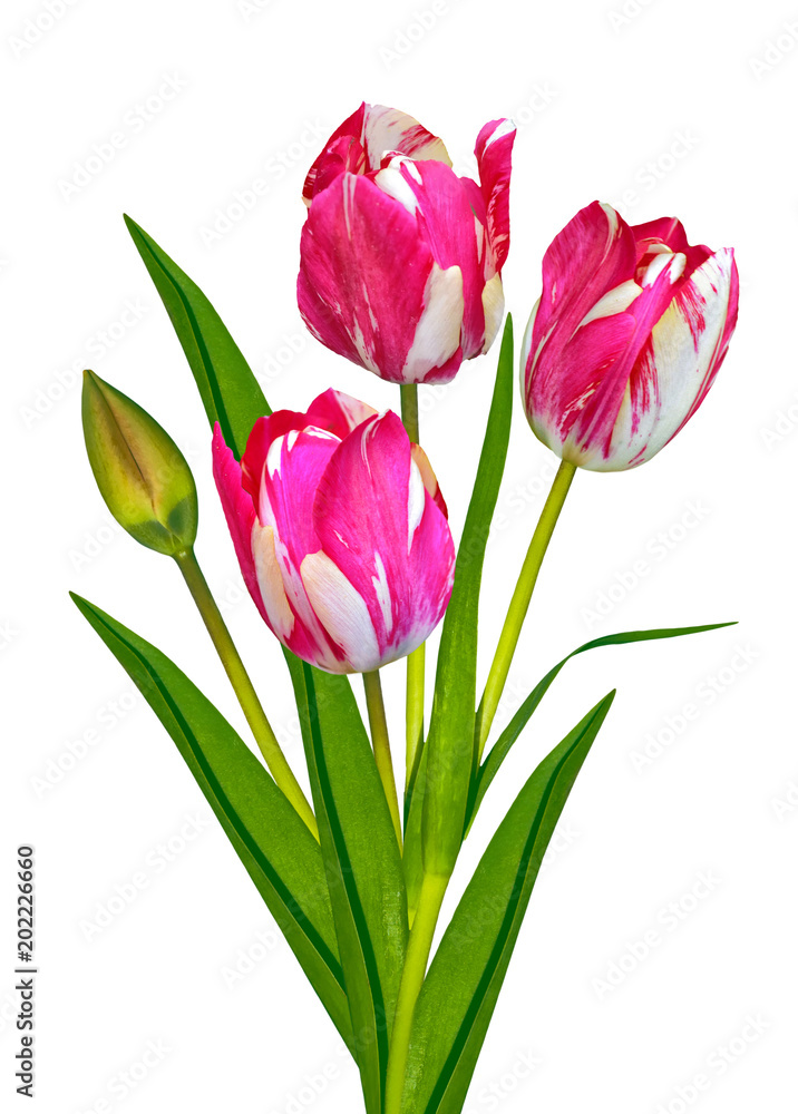 spring flowers tulips spring flowers tulips