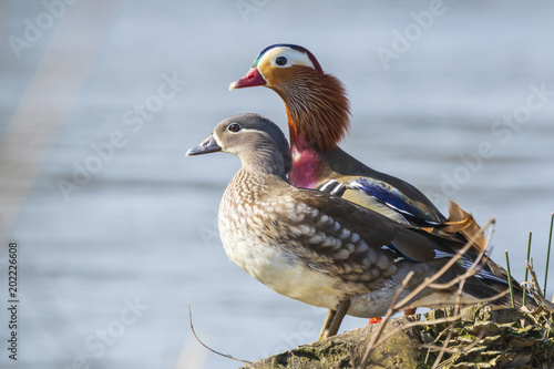 Close-up of two Mandarin duck (Aix galericulata) male and female pair resting