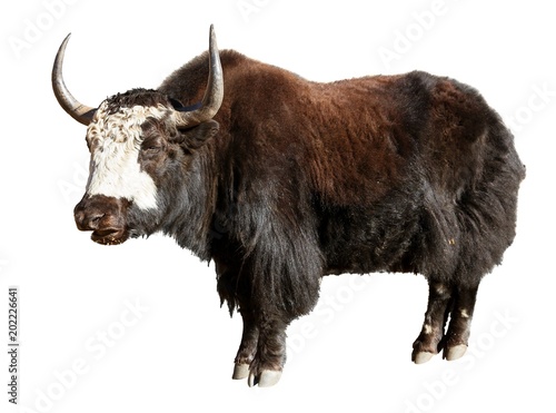 Black and white yak isolated on whit photo