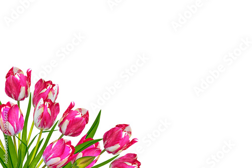 Fototapeta Naklejka Na Ścianę i Meble -  spring flowers tulips