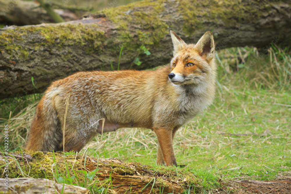 Side view of a Wild young red fox (vulpes vulpes) vixen scavenging in a forest Side view of a Wild young red fox (vulpes vulpes) vixen scavenging in a forest