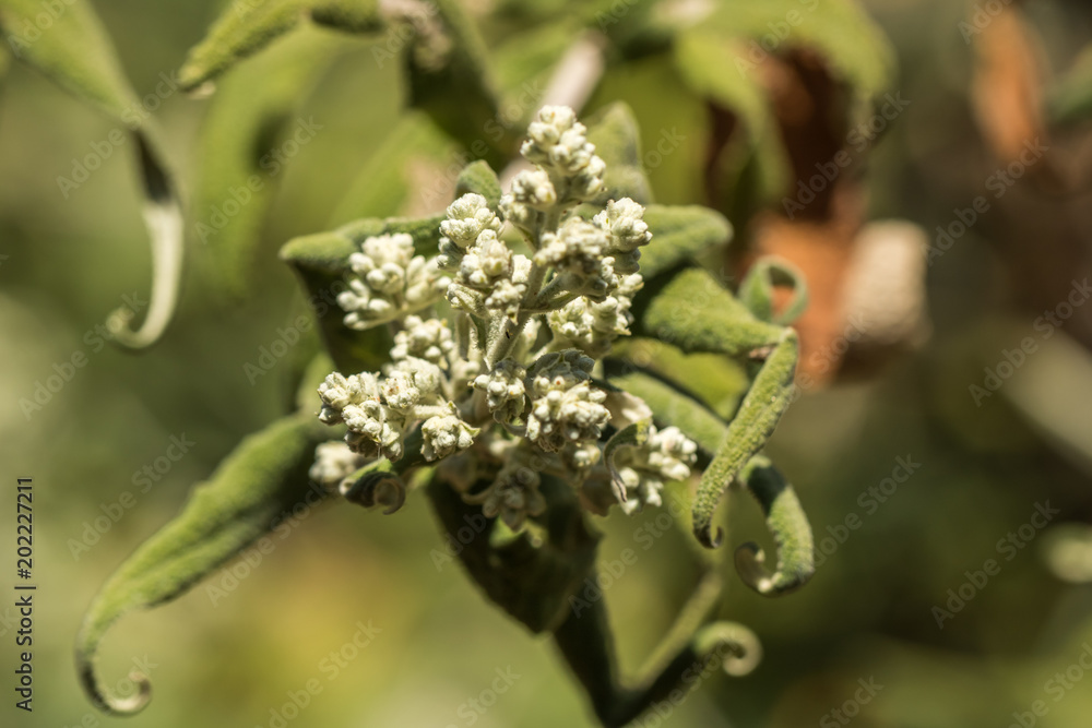 Fototapeta premium Plant