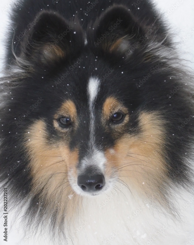 Cute dog face in snow