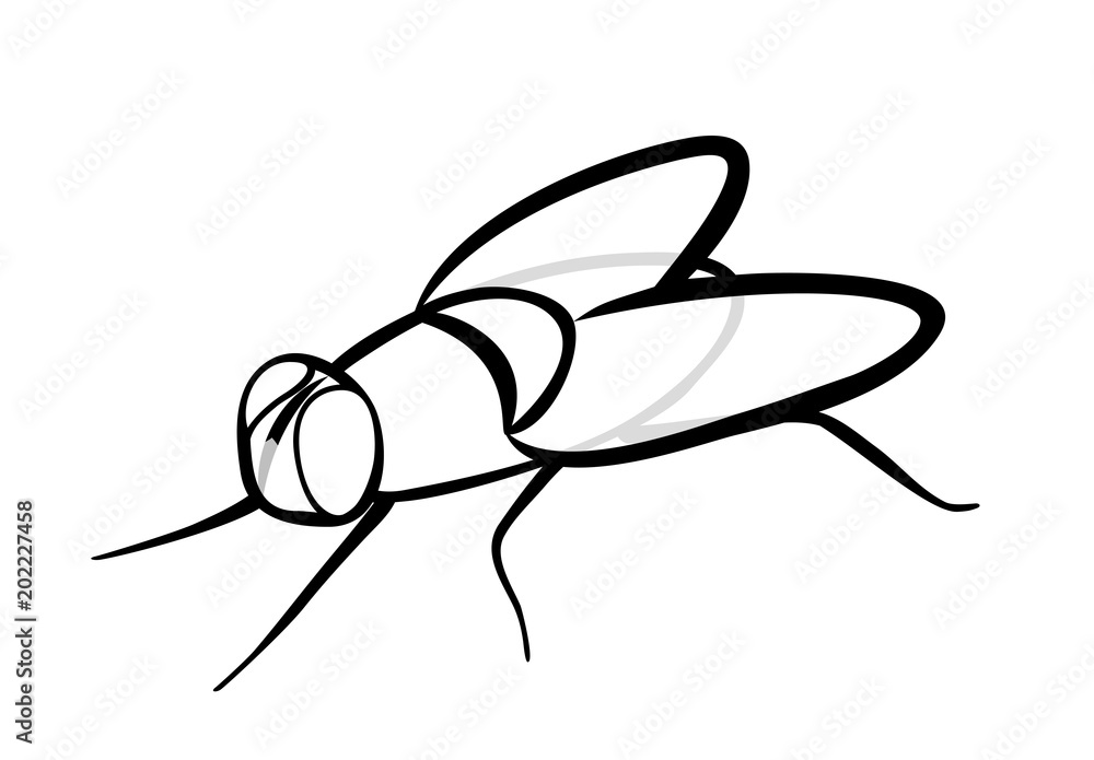 Fly Vector Black Vector illustration, isolated ordinary insect fly in black and white ...
